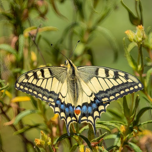 Swallowtail Butterfly Perched on Green Plant