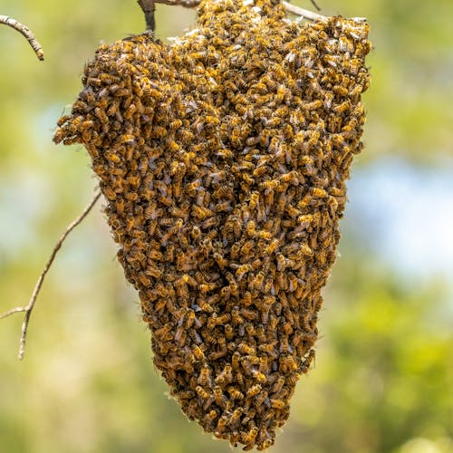 Безкоштовне стокове фото на тему «бджоли, вертикальні постріл, впритул»