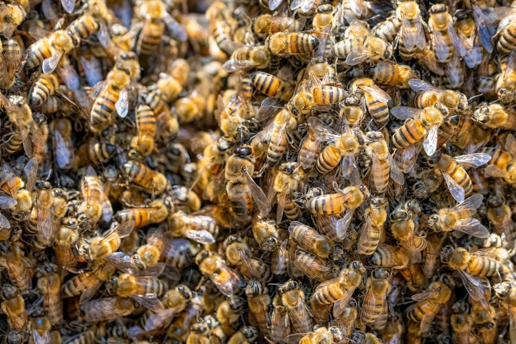 A Swarm Of Bees In Close-up Photography