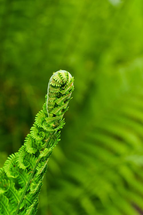 Close-Up Shot of Green Fern Leaves