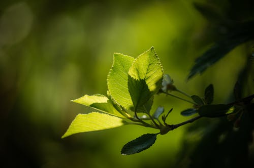 Gratis lagerfoto af grønne blade, plante, plantefotografering