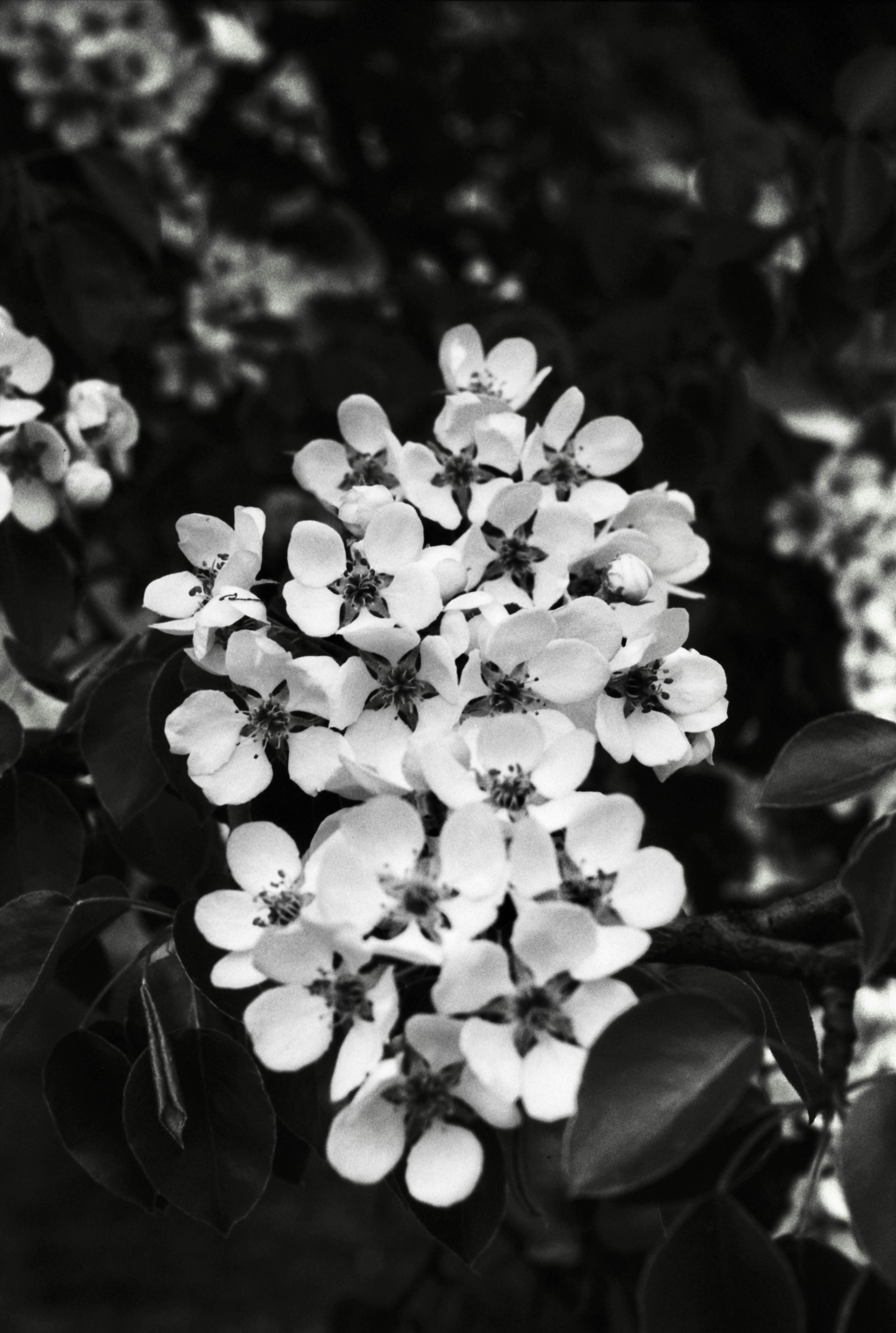 Grayscale Photo of Flowers in Vase · Free Stock Photo