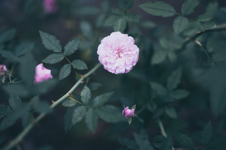 Pink Roses Shrub