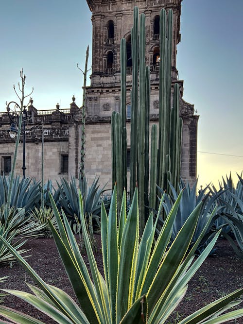 Gratis stockfoto met agave, architectuur, buiten