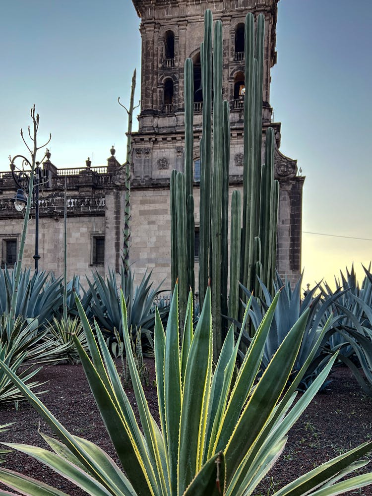 Succulent Garden At Historical Post Conquest Church