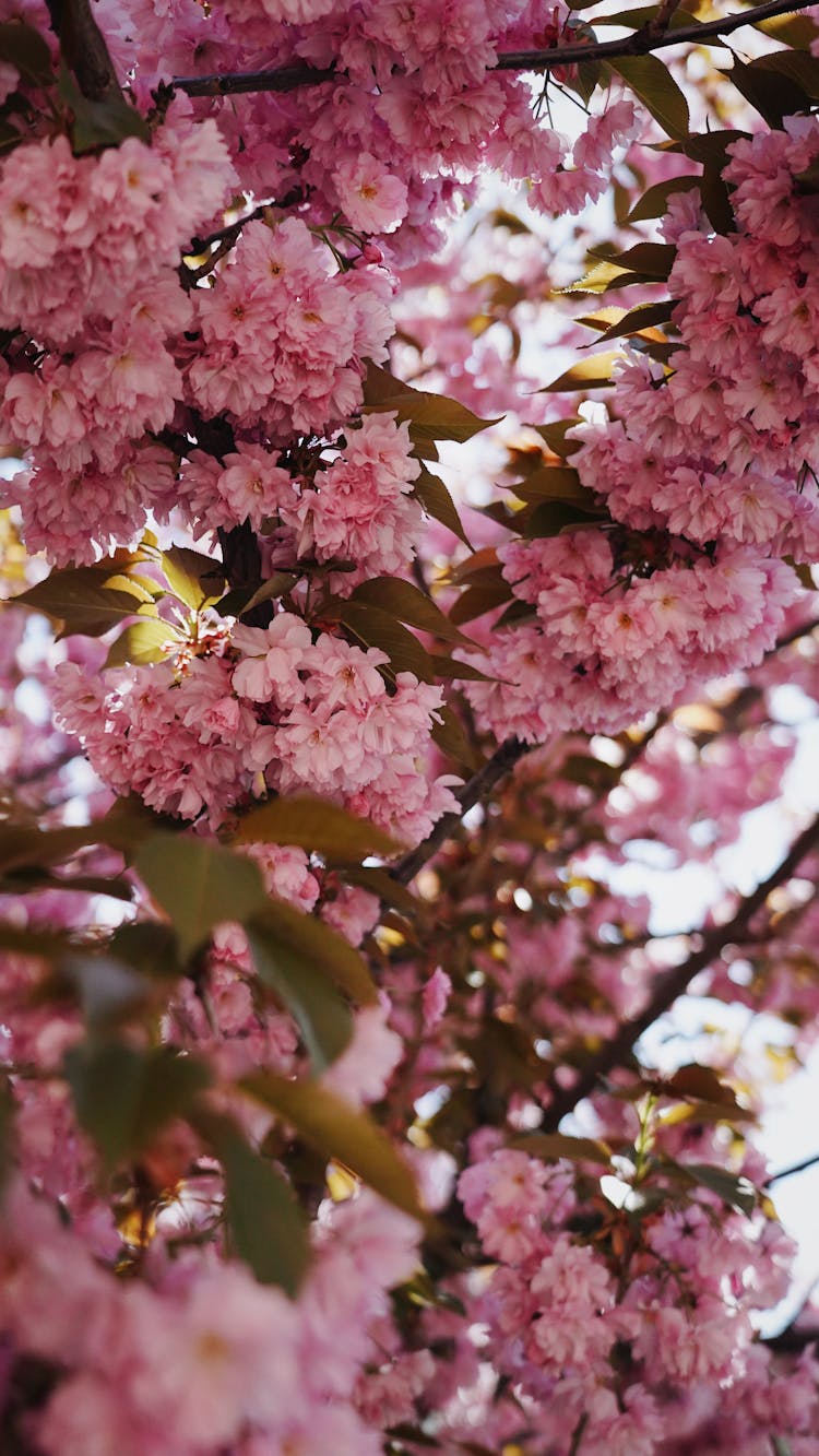 Close-up Of Cherry Blossom 