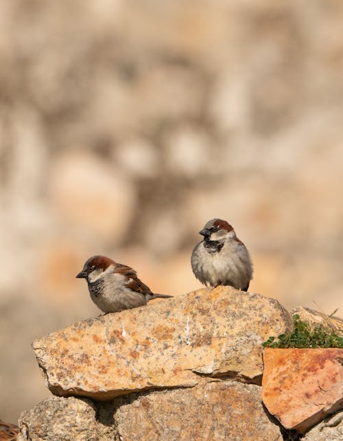 Free House Sparrow Perched on Rocks Stock Photo