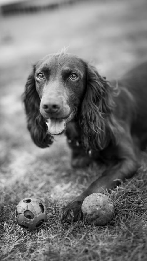 Free A cute spaniel dog lying on the grass with two balls, captured in black and white. Stock Photo