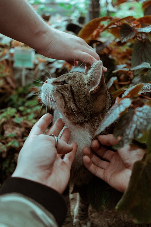 Person Petting a Cat