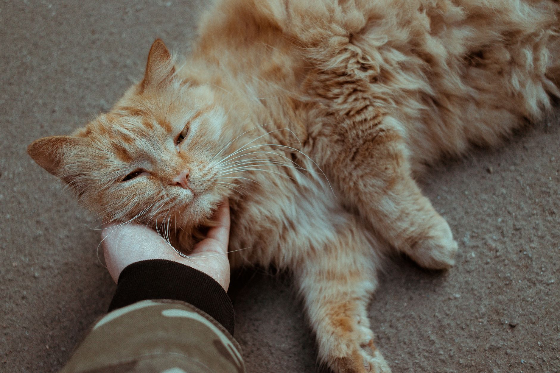 How to Care for a Senior Cat: Complete 2026 Guide