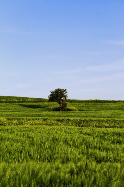 Бесплатное стоковое фото с вертикальный выстрел, голубое небо, зеленое дерево