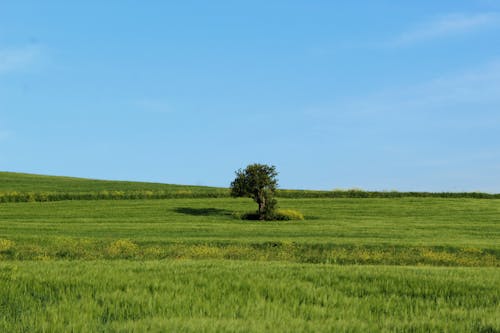 Gratis lagerfoto af blå himmel, græsmark, grøn mark