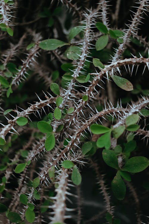 Thorny Stem of a Plant