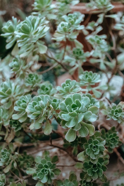 Close-up of Succulent Plants