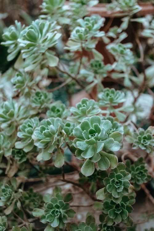 Free A detailed close-up of lush green succulent plants with intricate patterns. Stock Photo