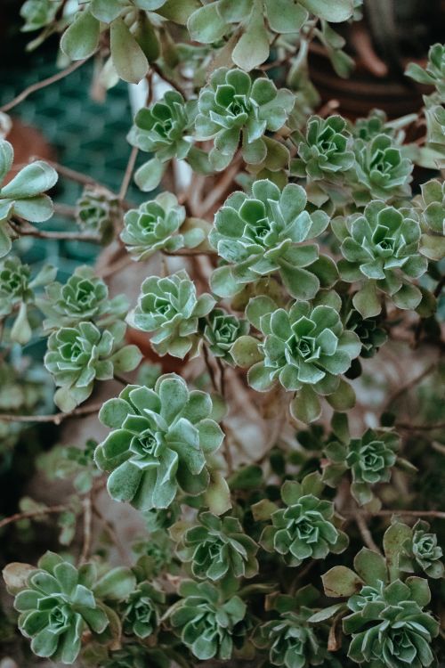 Free Detailed image showing green succulent plants with rosette patterns Stock Photo