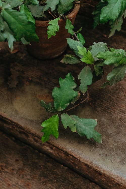 Kostnadsfri bild av betongmark, gröna löv, homeplant