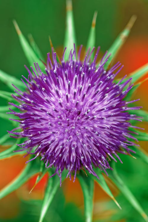 Free Purple Thistle Flower in Close Up Photography Stock Photo