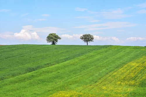 Gratis stockfoto met blauwe lucht, grasveld, groen gras