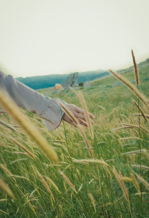 Gratis stockfoto met cornflakes, gras, hand