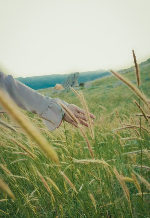 Free A serene scene of a hand touching tall grass in a rural field in Turkey. Stock Photo