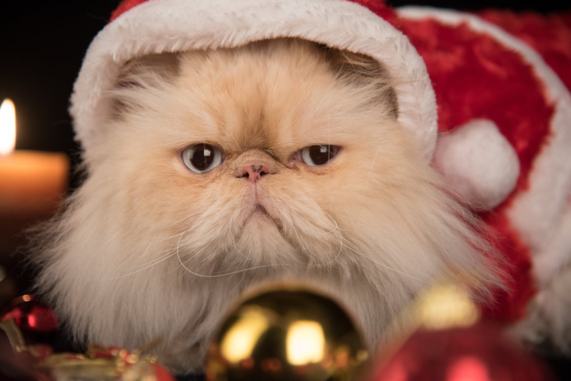Free A Cat with Santa Hat Stock Photo