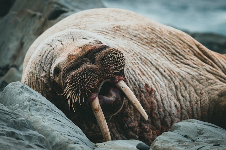 Close Up Of Walrus