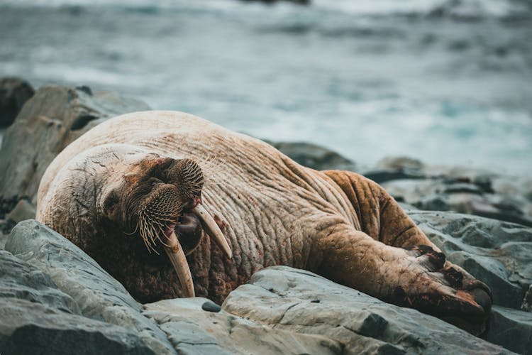 Walrus Lying Down