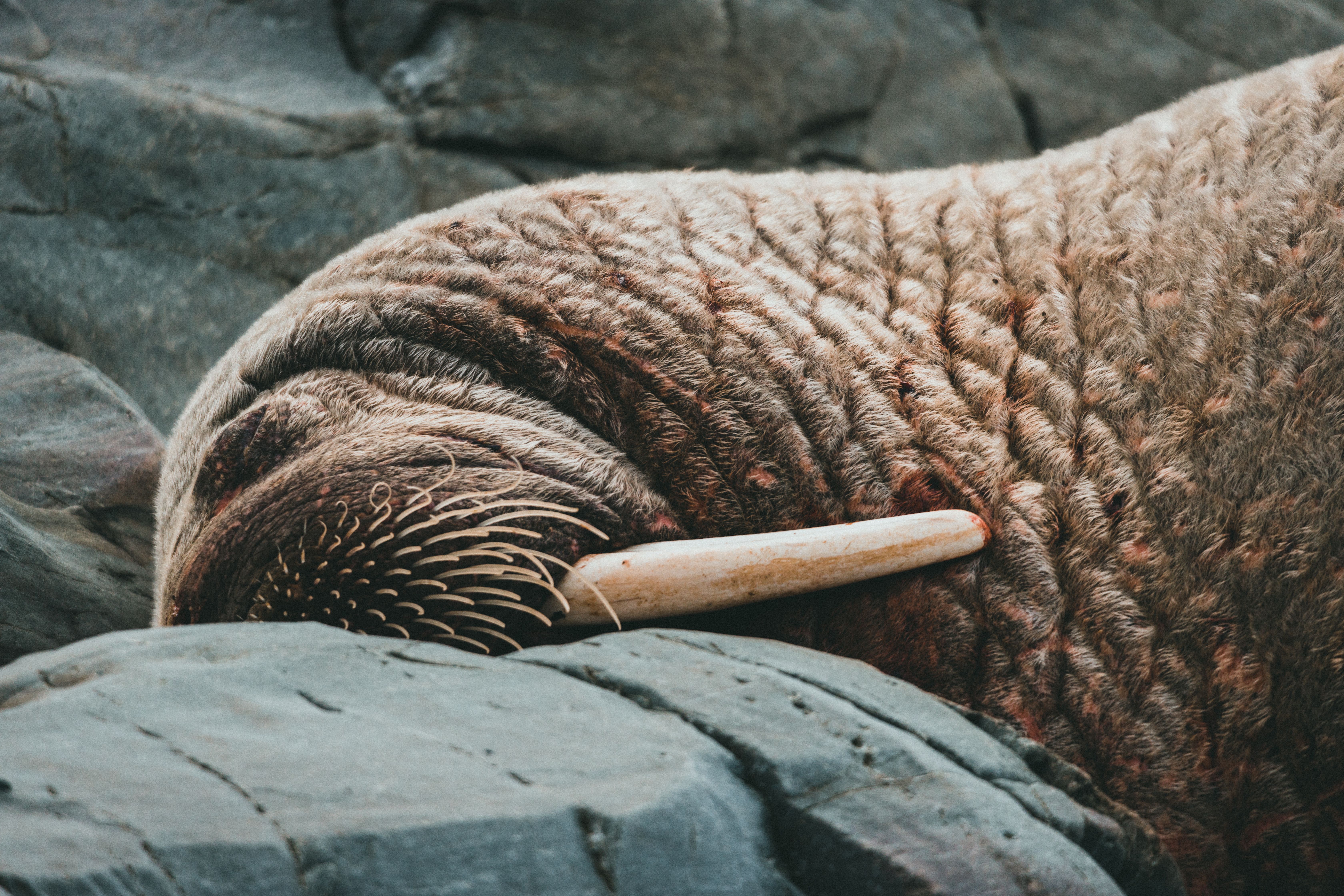 Detailed close-up of a walrus with a prominent tusk resting on rocky terrain in the wild.