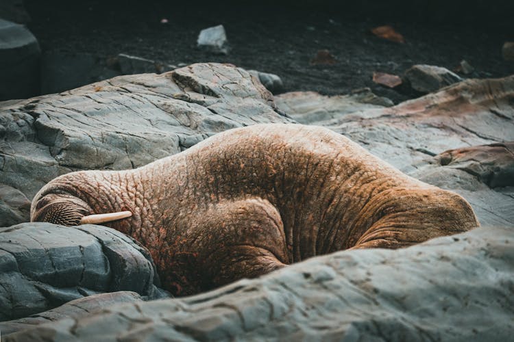 Pacific Walrus Sleeping On A Big Rock