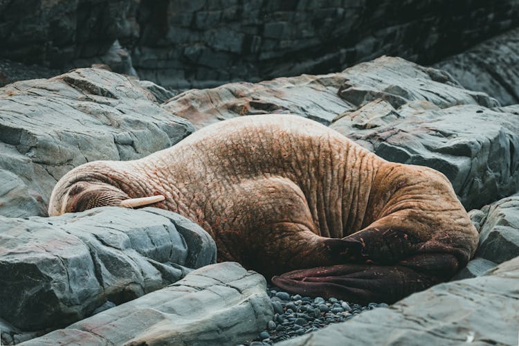 Brown Seal On Gray Rock