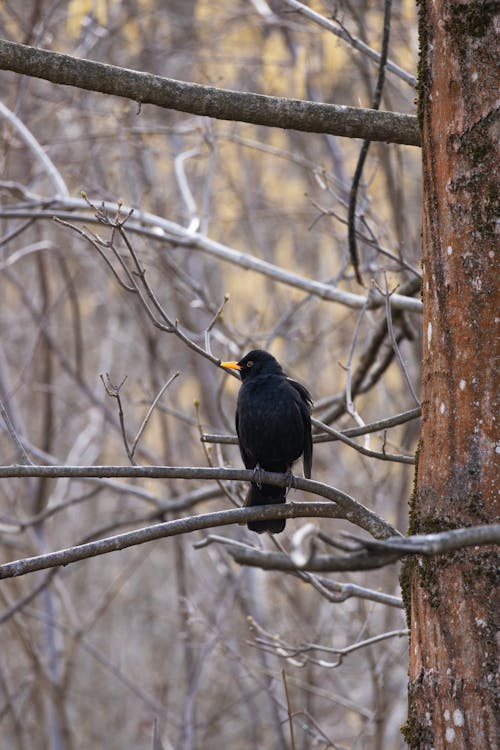Black Bird on Brown Tree Branch