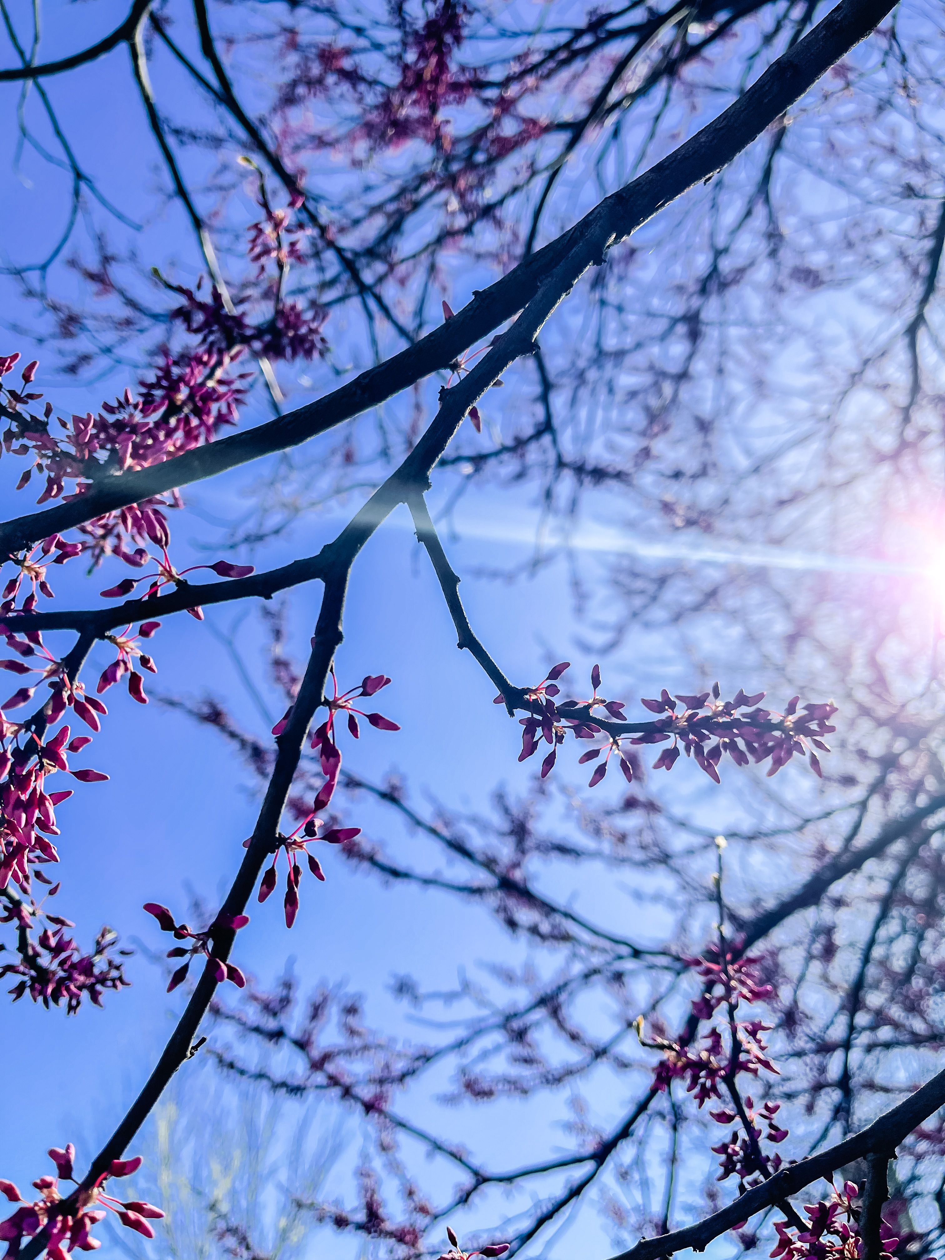 Gratis Immagine gratuita di alberi, albero, albero in fiore Foto a disposizione