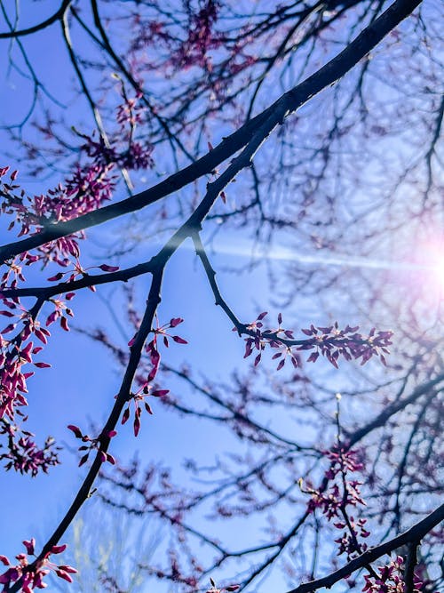 Free stock photo of bloom, blooming, blooming flower Stock Photo