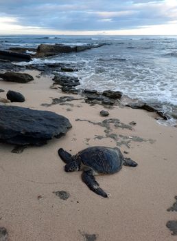 A serene image of a sea turtle resting on the sandy beach of Maili, Hawaii, with ocean waves.