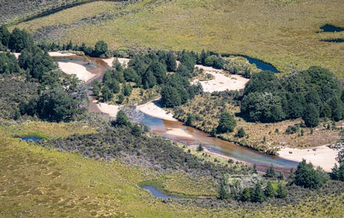 Aerial Photography of Big Trees on Green Landscape