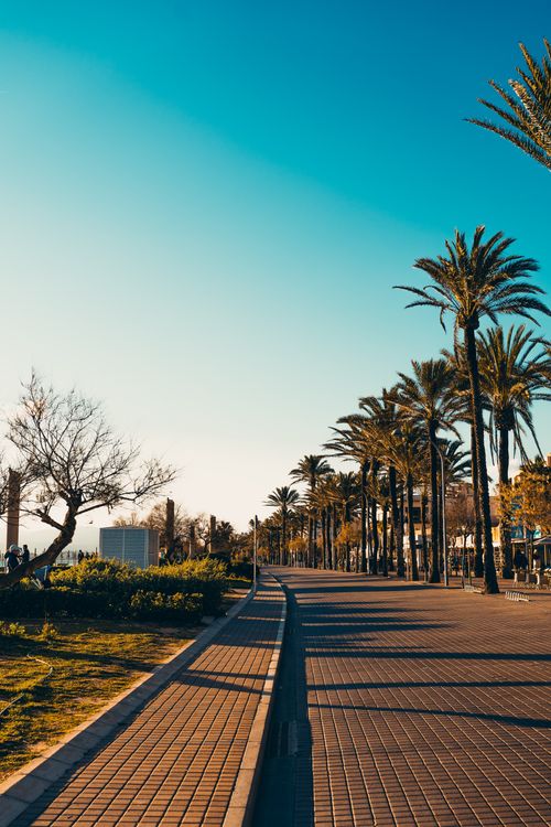 Free A scenic cobblestone walkway lined with palm trees under a blue sky, perfect for a tropical getaway. Stock Photo