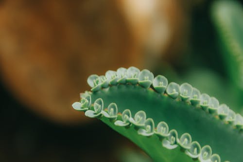 Green Succulent Plant