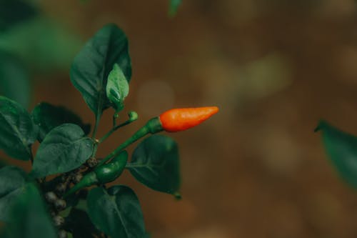 Close-Up Photography of Chili Pepper