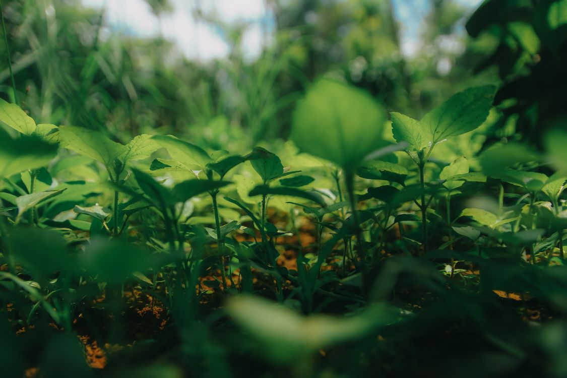 Shallow Focus Photography of Plants  Free Stock Photo