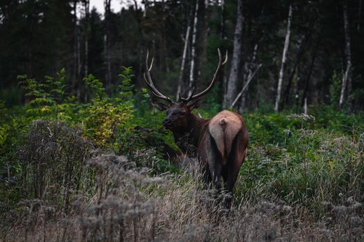 A majestic elk roaming freely in the lush Oregon forests. Natural wildlife scene.