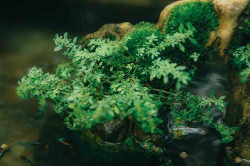 Macro Photography of Green Plant