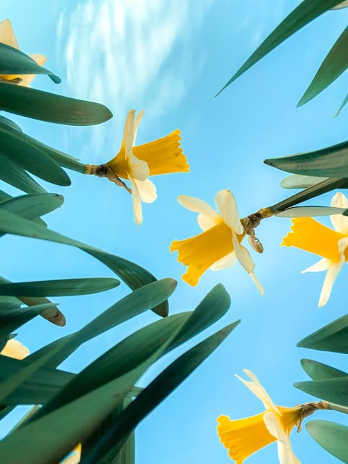 Foto profissional grátis de céu azul, floração, flores amarelas