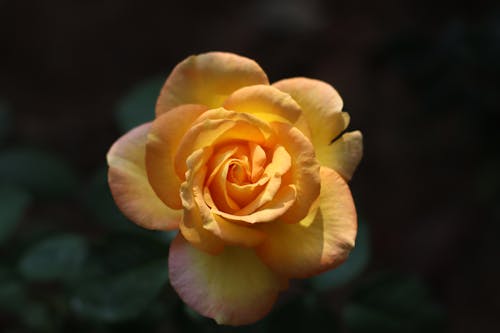 Free A Yellow Rose in Close-Up Photography Stock Photo