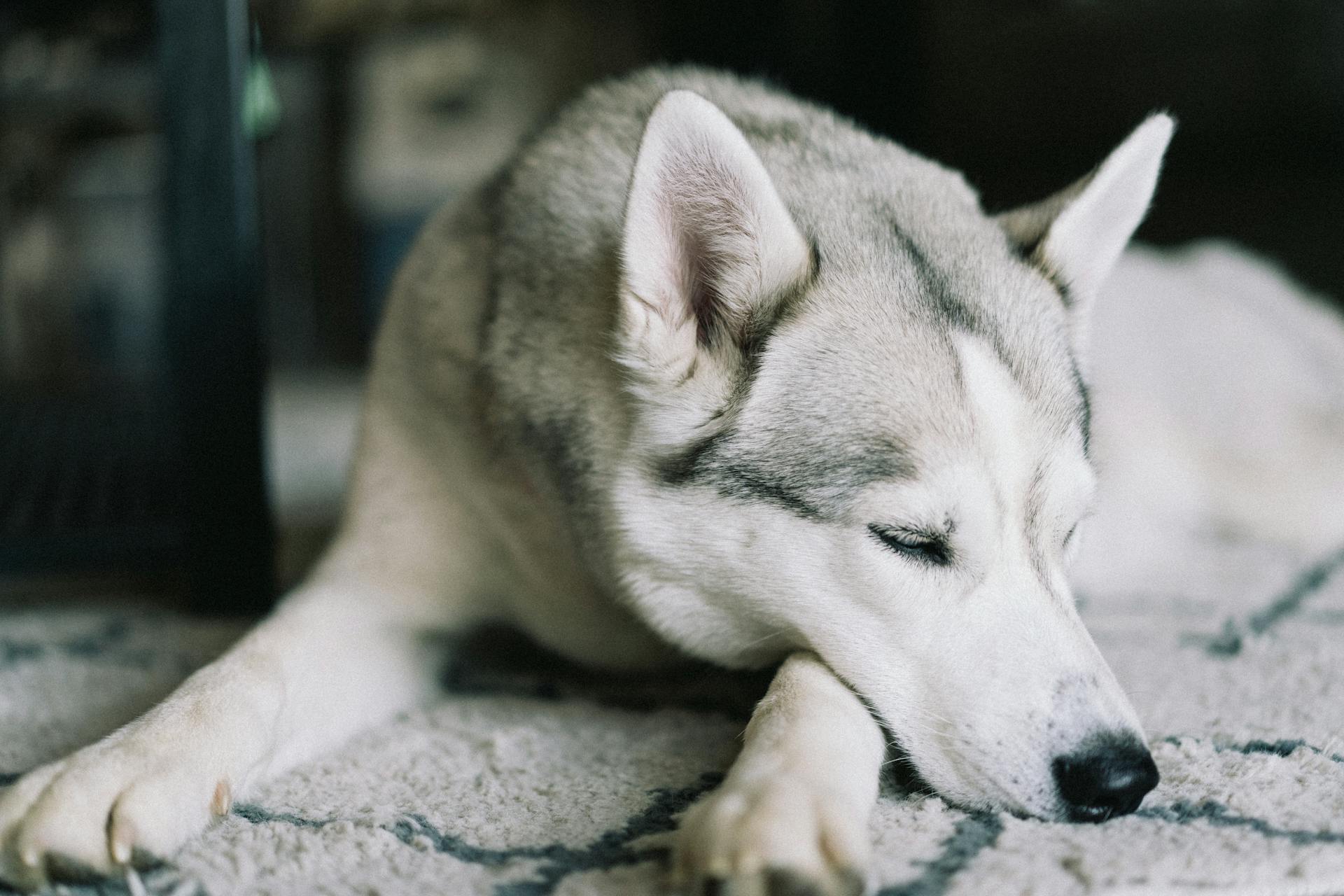 Close-Up Shot of a Sleeping Siberian Husky