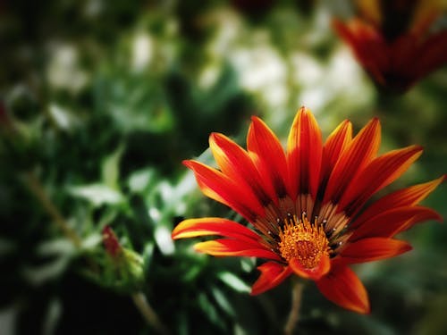Fotobanka s bezplatnými fotkami na tému červený kvet, exteriéry, flóra
