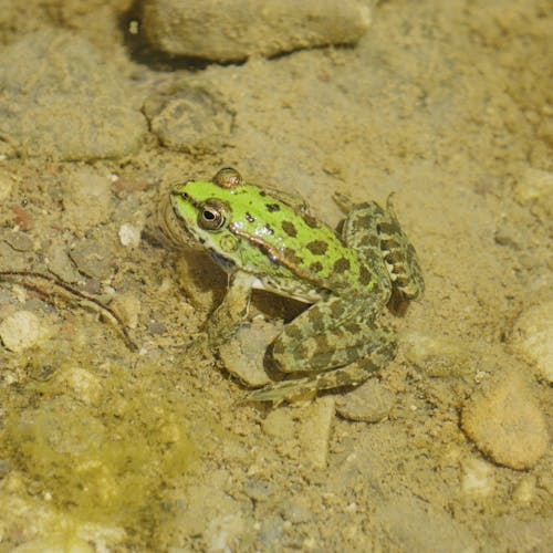 Free stock photo of cyprus, green frog