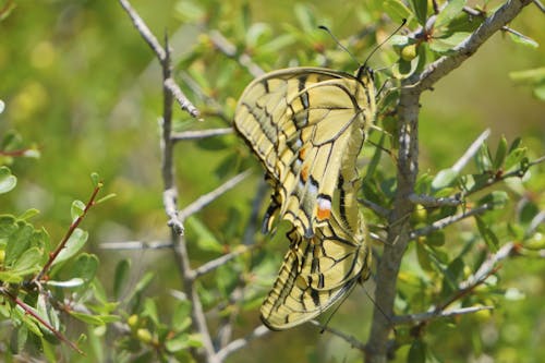 Free stock photo of butterfly insect