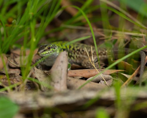 Green and Black Lizard on Brown Soil