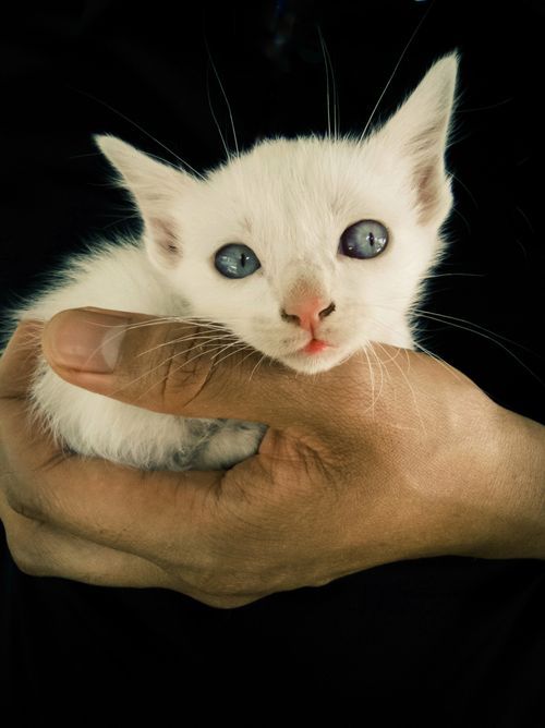 Free Adorable white kitten cradled in a human hand, showcasing its piercing eyes. Stock Photo